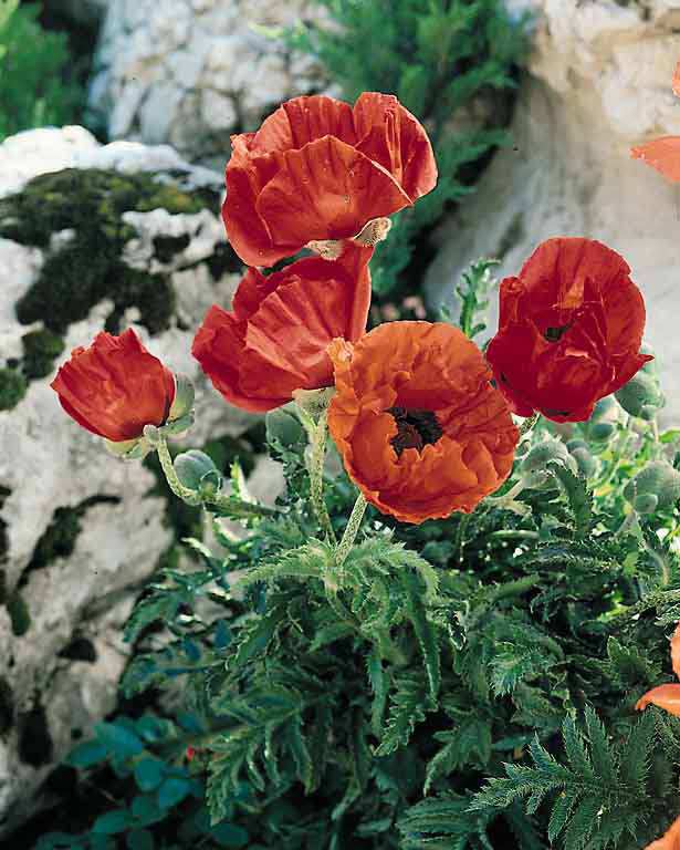 Oriental Poppy Seeds Papaver orientalis Perennial Flower Seeds