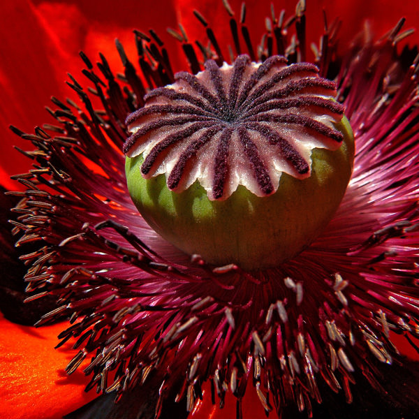 Beauty of Livermere Oriental poppy seed capsule Beauty of Livermere Oriental poppy