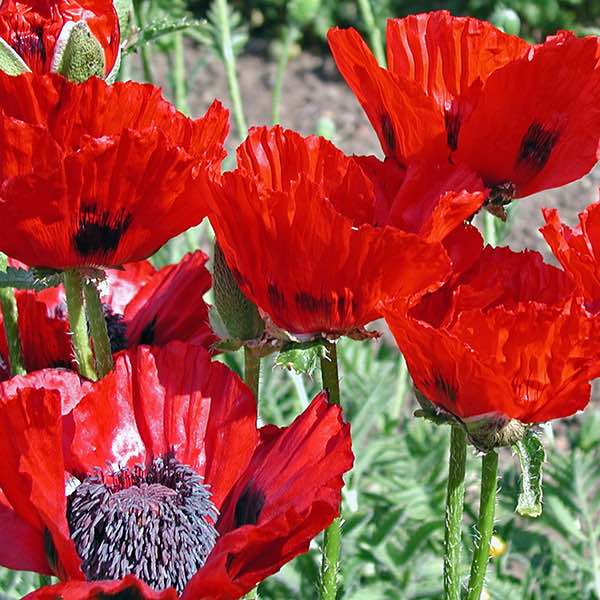 Oriental Poppy Beauty of Livermere - Papaver orientalis