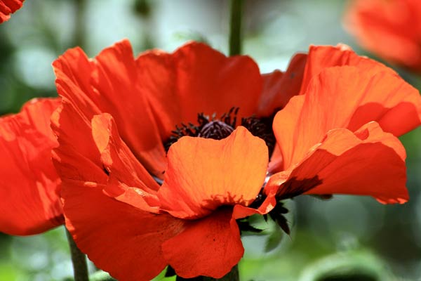 Oriental Poppy Brilliant - Papaver orientalis