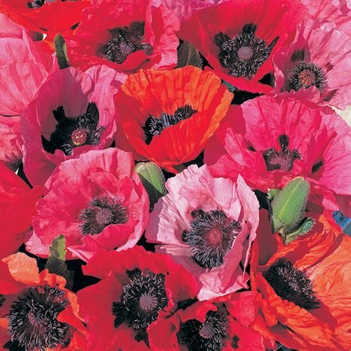 Oriental Poppy Fruit Punch - Papaver orientalis