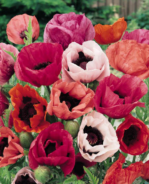 Oriental Poppy Pizzicato - Papaver orientalis