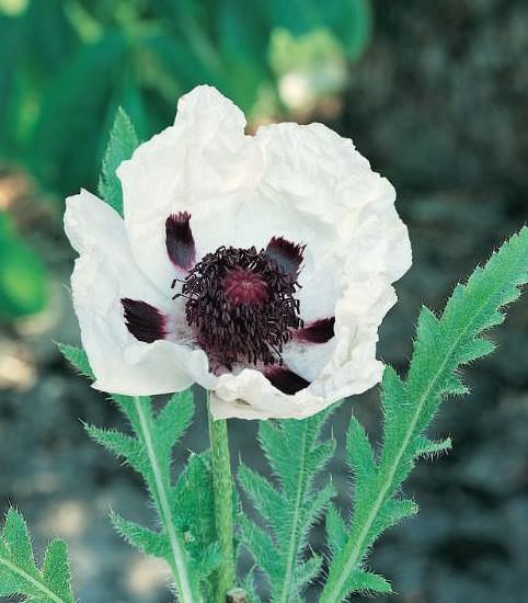 Oriental Poppy Royal Wedding - Papaver orientalis