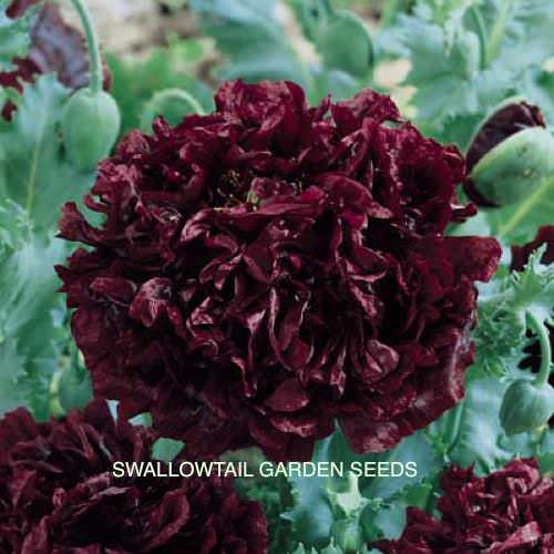 Giant Double Black peony poppy Poppy Peony Giant Double Black