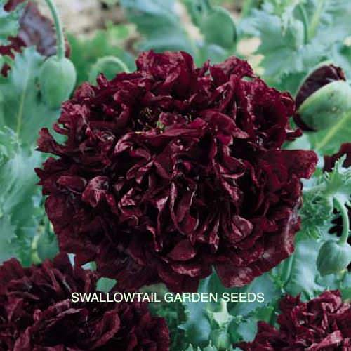 Poppy Peony Giant Double Black