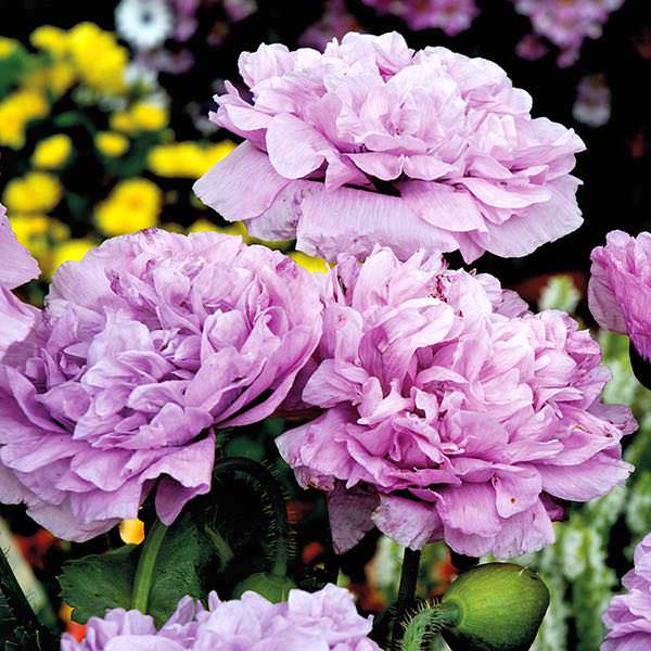 Details about   300 Purple Double Peony Poppy Flower Seed