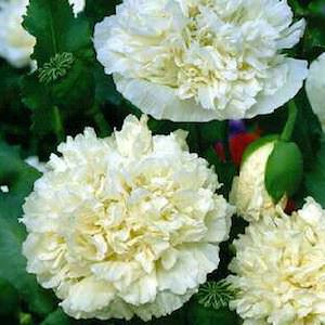 Giant Double Cream peony poppy Poppy Peony Giant Double Cream