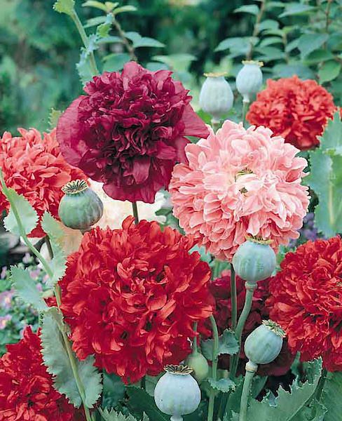 Botanical Interests 1231 Flower Seed, Peony Poppy Seeds, Papaver Somniferum, Late Spring Bloom, Multi-Color Bloom