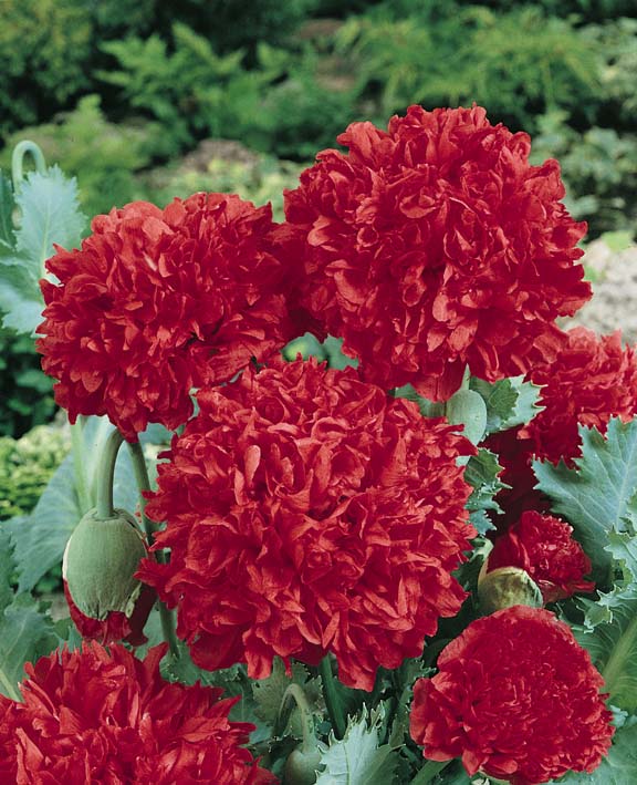 Peony Poppy Seeds | Pompom Poppies | Annual Flowers