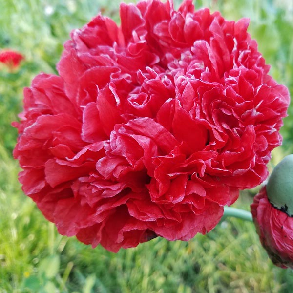 Poppy Peony Seeds - Double Mixed, Flower Seeds in Packets & Bulk