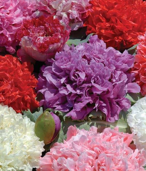 Ooh La La peony poppy Poppy peony Ooh La La