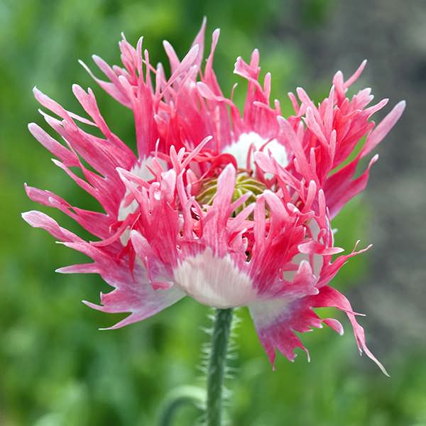 Pink Pompom Poppy Seeds Annual Flower