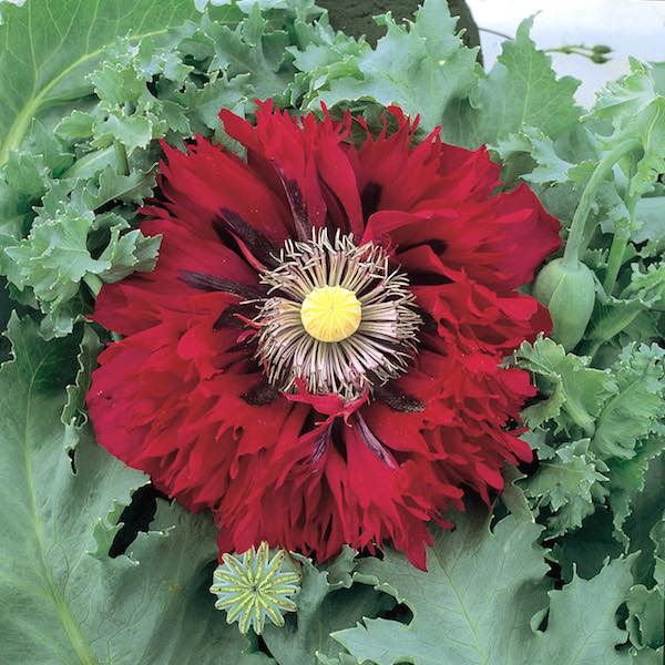 Peony Poppy Seeds | Pompom Poppies | Annual Flowers