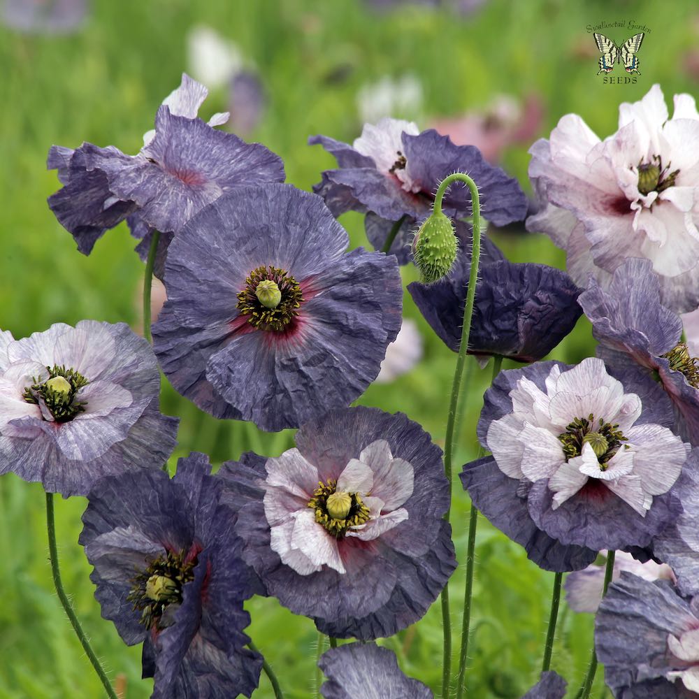 Amazing Grey Shirley poppy Poppy Shirley Amazing Grey