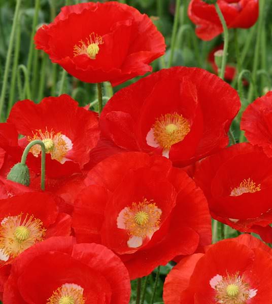 American Legion Shirley poppy Poppy Shirley American Legion