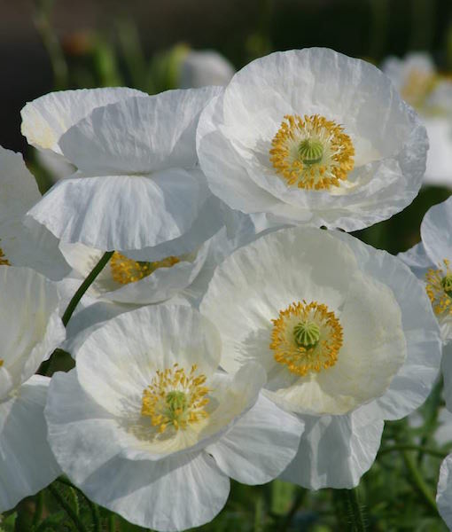 Bridal Silk Shirley poppy Poppy Shirley Bridal Silk