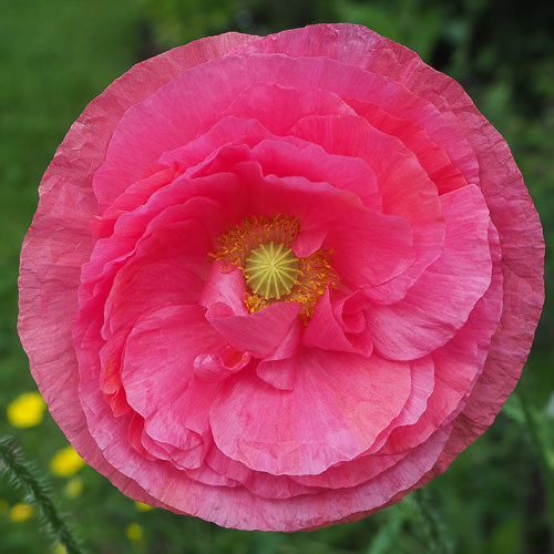Double rose pink Shirley poppy Shirley Double Mixed poppy