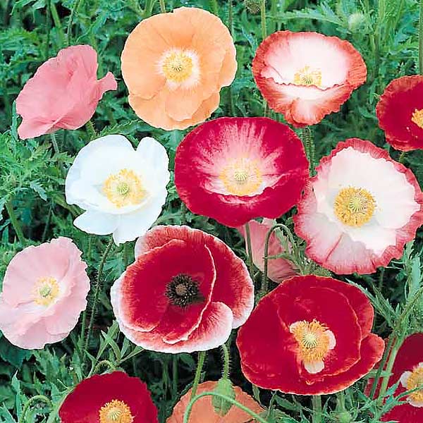 Wildflowers Non-Gmo Annual Poppy Seeds Heirloom Poppies Double Shirley 100ct 
