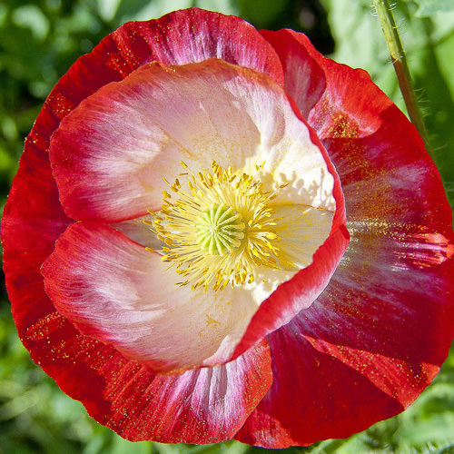 Shirley poppy red with white center