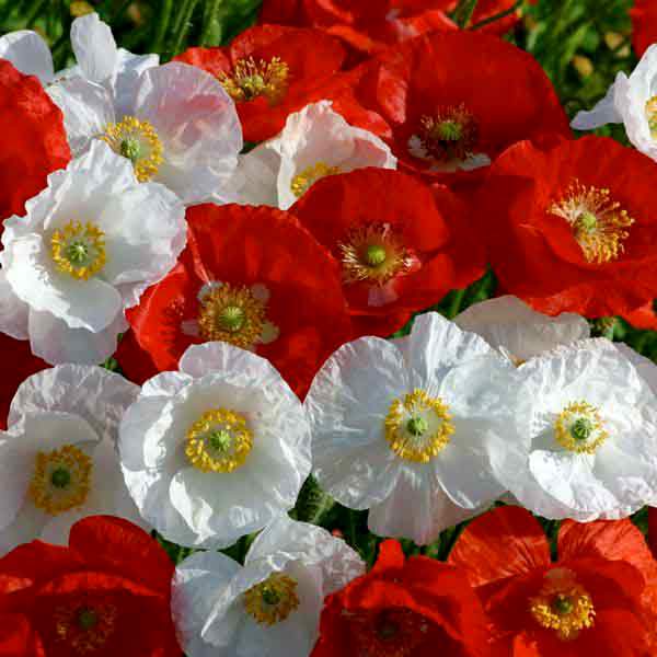 Simley Poppy Shirley Poppy Seeds | Corn Poppy | Annual Flower Seeds