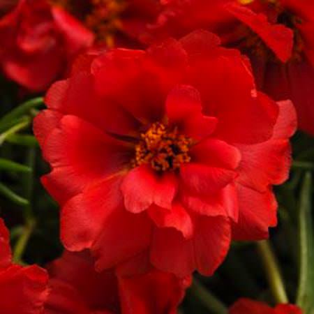 Happy Hour Deep Red portulaca Happy Hour Deep Red portulaca seeds