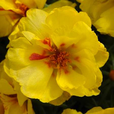 Happy Hour Lemon Happy Hour Lemon portulaca seeds