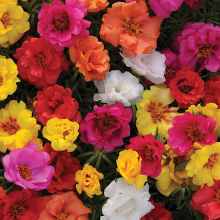 Happy Hour Mixture portulaca Happy Hour Mixture portulaca seeds