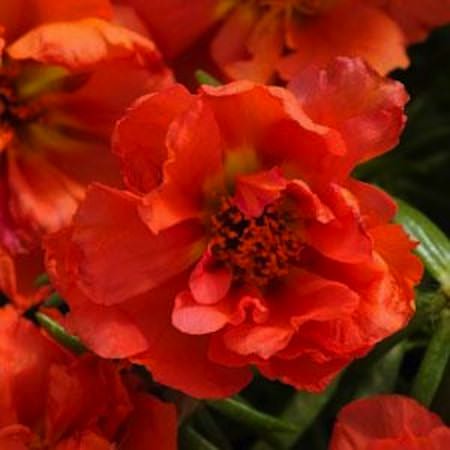 Happy Hour Orange portulaca Happy Hour Orange portulaca seeds