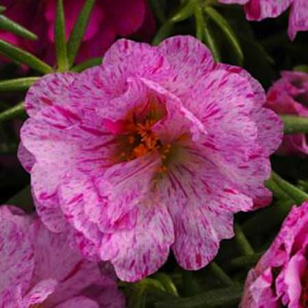 Happy Hour Peppermint portulaca Happy Hour Peppermint portulaca seeds