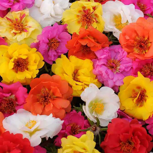 Happy Trails Mix portulaca seeds