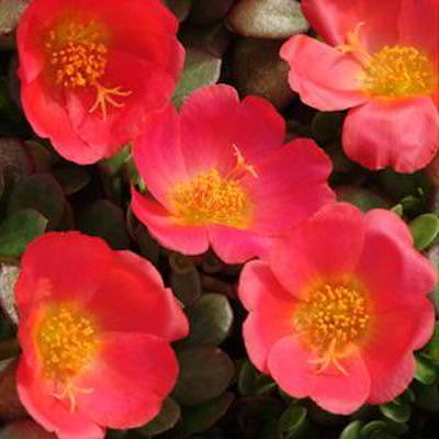 Toucan Scarlet Shades portulaca seeds