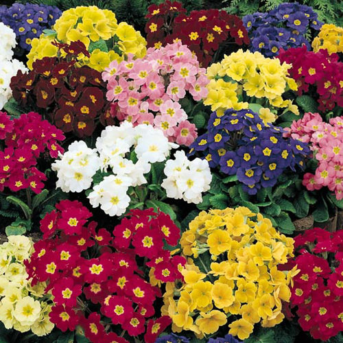 Crescendo Mix primrose Primrose Crescendo Mix - Primula x polyantha