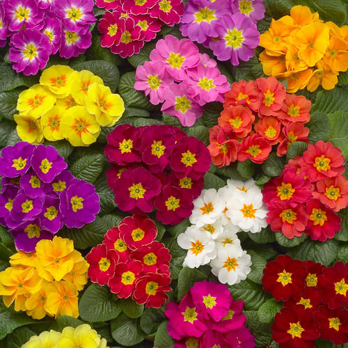 Primrose Danova Grower's Select Mix - Primula acaulis