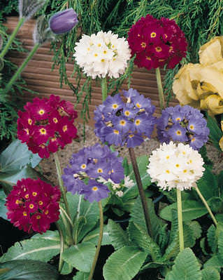 Primrose Ronsdorf Drumstick - Primula denticulata