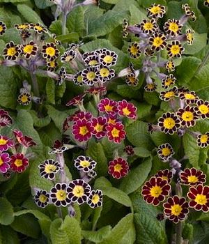 Primrose Victorian Laced - Primula x polyantha