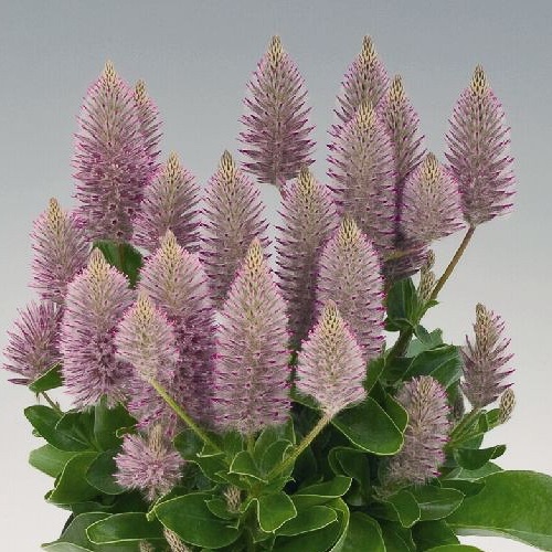 Joey Lambs Tail ptilotus Ptilotus Joey Lambs Tail
