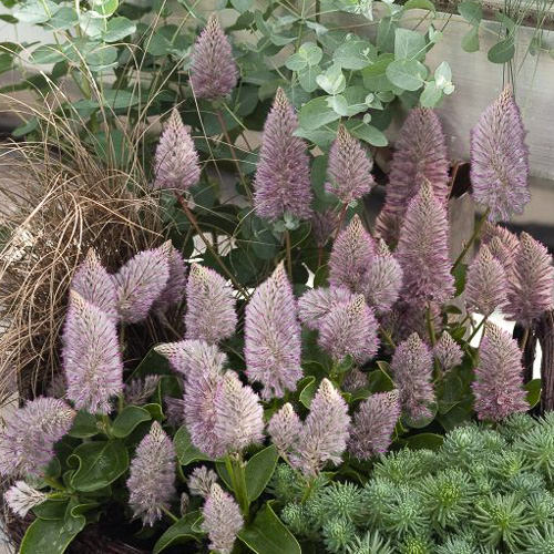 Joey Lambs Tail ptilotus Ptilotus Joey Lambs Tail