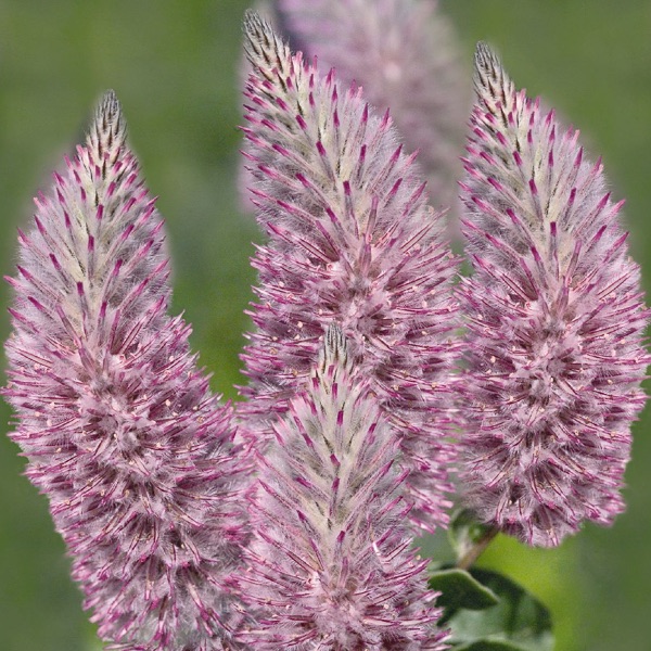 Næsten død ilt kapitalisme Ptilotus Seeds: Joey Lamb's Tail Annual Flower Seeds