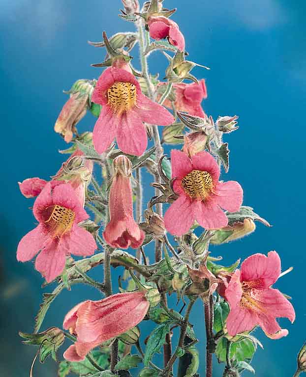 Rufus Chinese foxglove Chinese Foxglove Rufus - Rehmannia elata