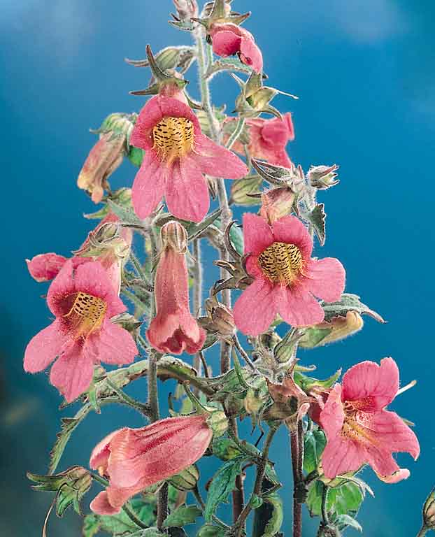 Chinese Foxglove Rufus - Rehmannia elata