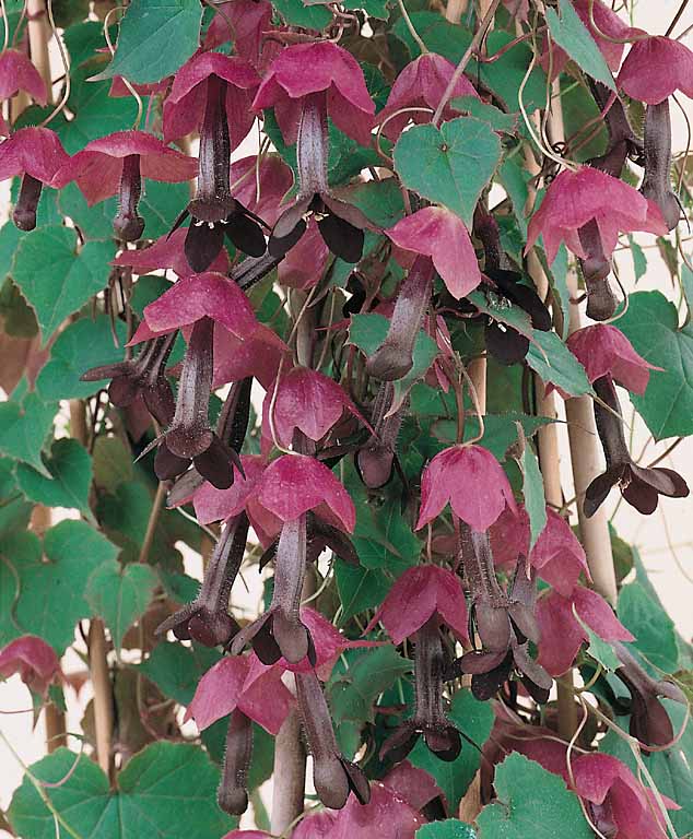 Purple Bell Vine - Rhodochiton atrosanguineum