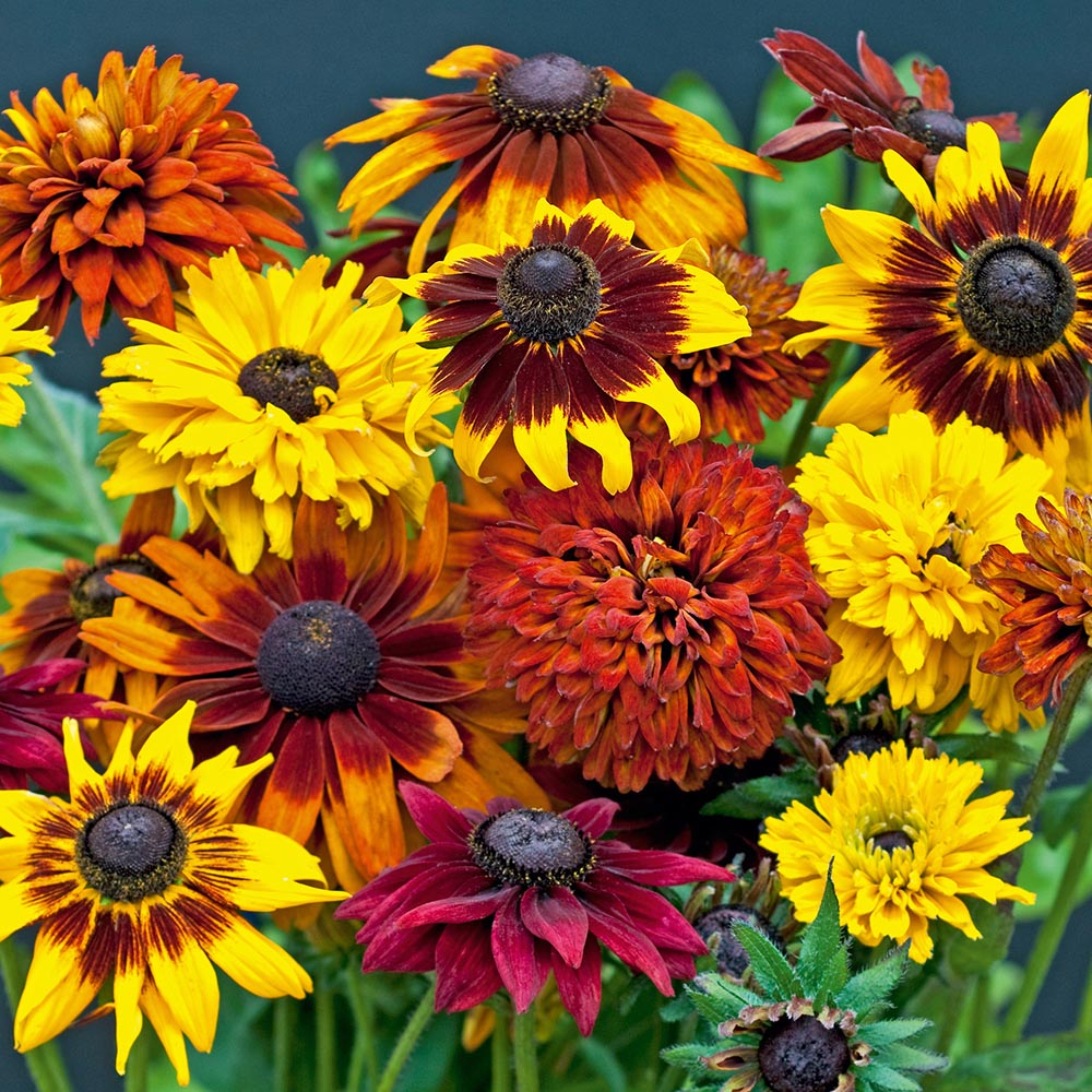 Rudbeckia All Sorts Mix