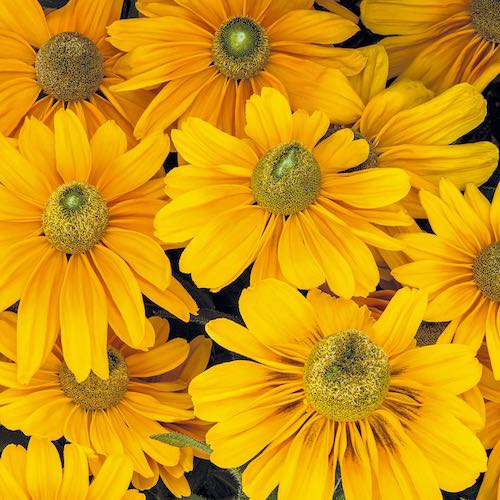 Rudbeckia Amarillo Gold Black-eyed Susan flowers