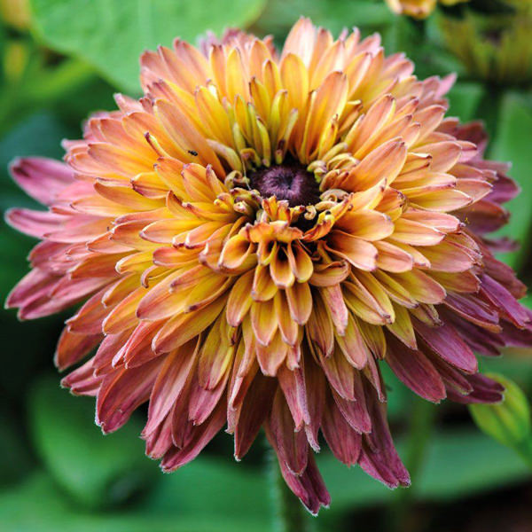 Rudbeckia Caramel Mixed Black-eyed Susan