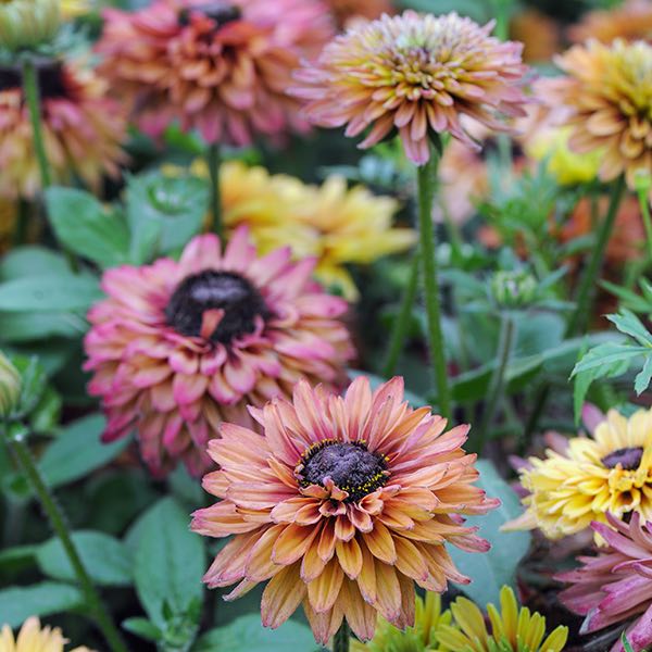 Installation ost jul Caramel Mixed Rudbeckia Seeds - Annual Flower Seeds