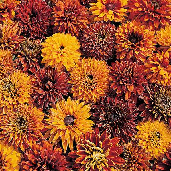 Rudbeckia Cherokee Sunset Black-eyed Susan