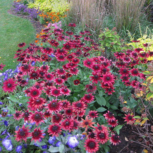 Cherry Brandy rudbeckia Black-eyed Susan Cherry Brandy