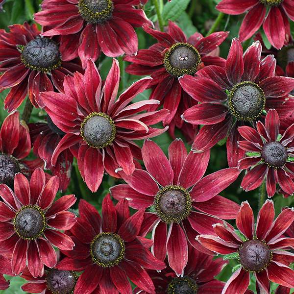 Cherry Brandy rudbeckia Rudbeckia Cherry Brandy Black-eyed Susan