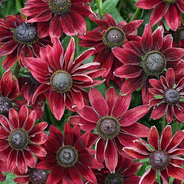 Rudbeckia Cherry Brandy Black-eyed Susan