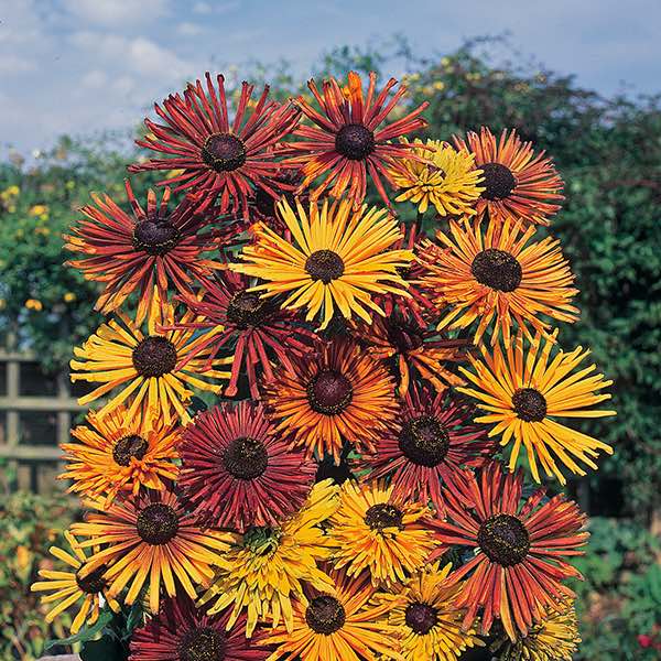 Rudbeckia Chim Chiminee Black-eyed Susan